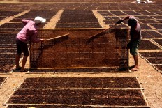 Farmers dry their tobacco. JP/Maksum Nur Fauzan