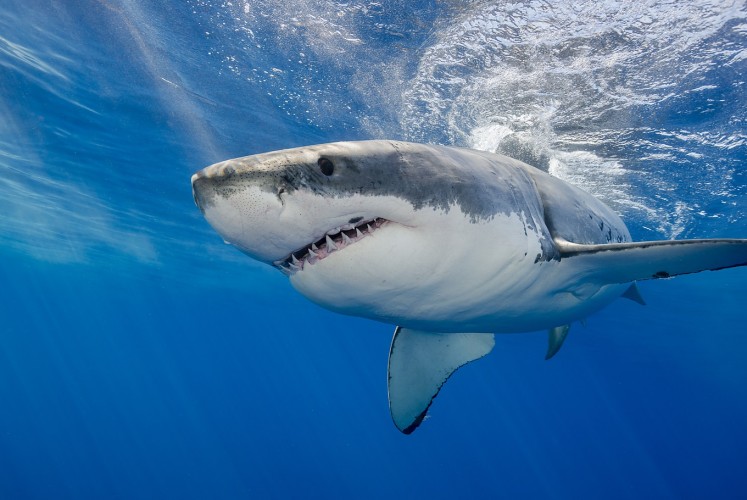 This is why you won't find great white sharks in aquariums ...