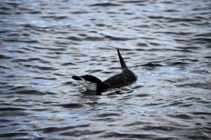 In Antarctica, tourists swim among penguins