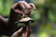 Slow and steady hope for near-extinct Bangladesh tortoises