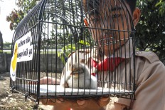 'Reckless' and 'wrong': PETA lambasts Bandung Mayor for 'chickenization' policy
