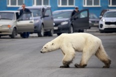 Spray-painted polar bear sparks alarm in Russia