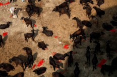 Buffaloes are kept inside an enclosure awaiting sacrifice during the 'Gadhimai Mela' festival held at Sunarpur in Rautahat, Nepal December 2, 2019. 
