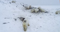 This handout photo taken on December 3, 2019 and released by the World Wildlife Fund - Russia (WWF-Russia) shows polar bears outside the village of Ryrkaypiy in the Chukotka region. More than 50 polar bears have gathered on the edge of a village in Russia's far north, environmentalists and residents said, as weak coastal ice leaves them unable to roam.