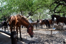 Horse power: Klaten's Plembon Market opens to excitement 