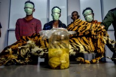 Five arrested in Riau as authorities seize four Sumatran tiger fetuses in jar, dried skin