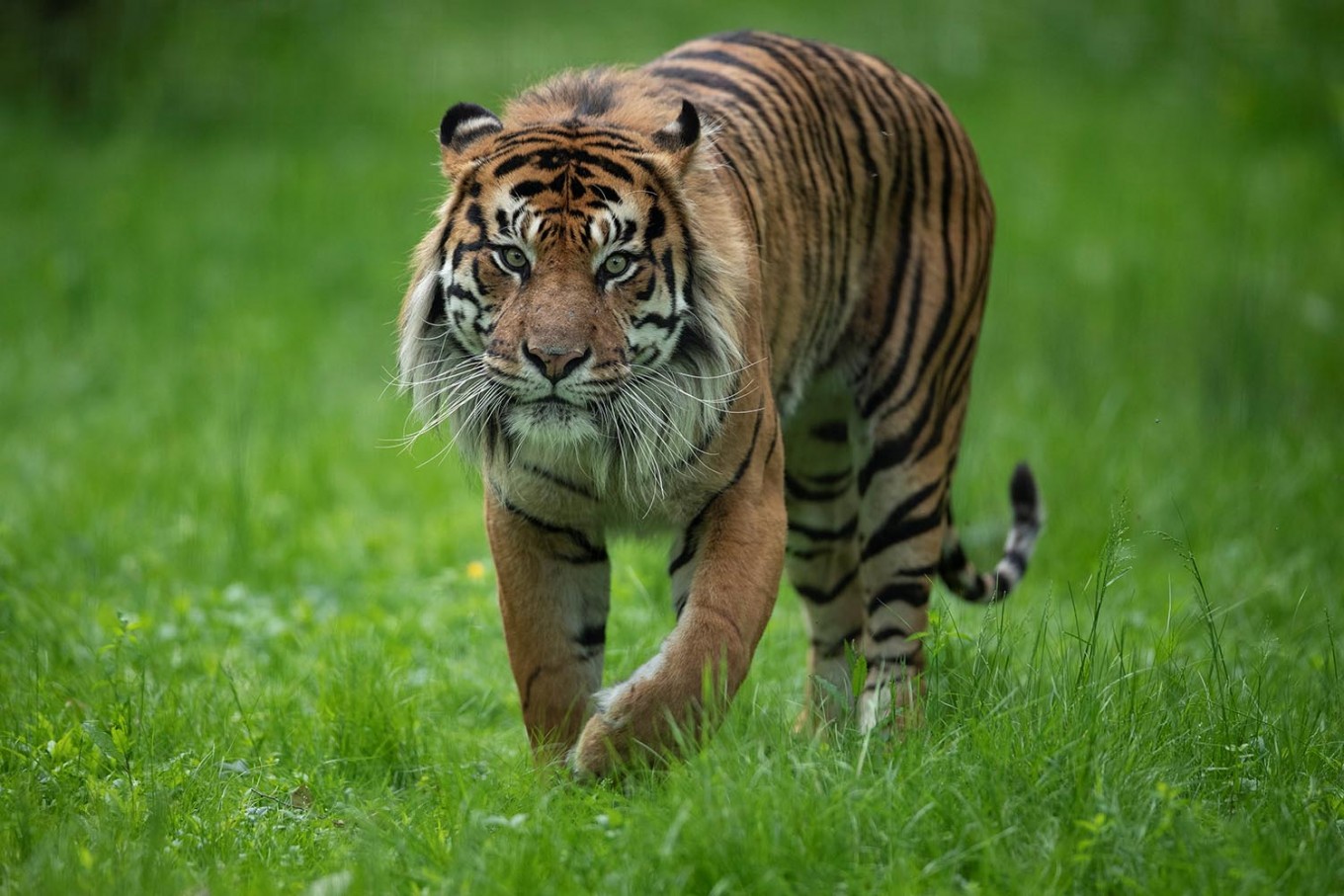 Back into the wild: Captured Sumatran tiger released into Mt. Leuser  National Park - National - The Jakarta Post
