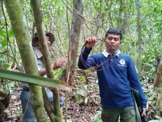 Saving wildlife: Rangers find, dismantle hundreds of traps in conservation areas in Riau