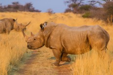 Namibia rhino poaching drops in 2019, after sharp rise last year