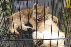 African lions, leopard smuggled in boxes from Malaysia