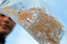 Govt again considers lifting lobster larvae export ban