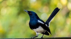 Three Indonesians tried to smuggle magpies out of Malaysia, one shot dead