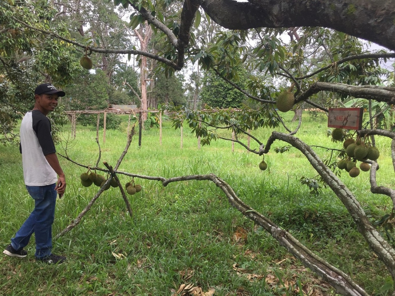 Durian Garden Seeks To Become Batam S New Tourism Icon