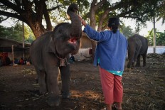 Elephants in Thailand 'broken' for lucrative animal tourism