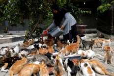 Dita Agusta, 45, owner of a cat shelter called Rumah Kucing Parung, feeds her cats in Bogor, West Java province, Indonesia December 23, 2019.