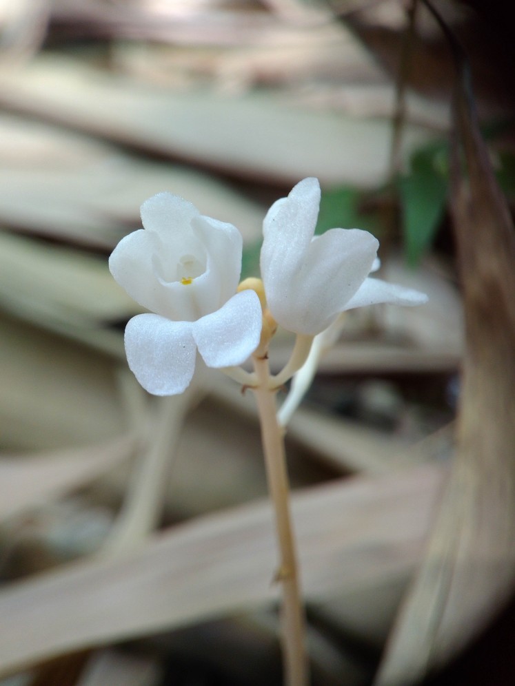 The gorgeous bamboo orchid that is rarely seen even by the gardens' employees is pictured on Oct. 4.