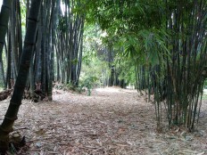 'Invisible' bamboo orchid rare gem of Bogor Botanical Gardens