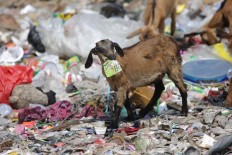 Goat calves chew plastic waste piled up in a corner in Panggang Island in Thousand Islands regency on Sept. 18, 2019. Single-use plastic is making a comeback, be it for throwaway facemasks, gloves or shrink-wrapped vegetables. Largely to blame is the coronavirus and the response to ward it off -- the masks, gloves and other plastic-based items, many of which are now ending up in our oceans -- already strewn with the slow-to-degrade detritus of a constantly growing industry.
