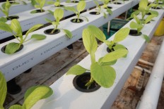 Hydroponic farming in Kampung Berseri Astra Cidadap in Padalarang, West Java. The locals usually grow chili and bok choy with this system. 