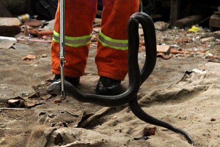 Snake Charmer Dies After Playing With Cobra, Bitten on Finger and Mouth