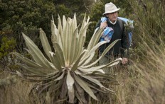 Colombian botanist Julio Betancur walks towards the Chingaza National Natural Park, northeast of Bogota, on September 14, 2019. 
