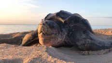 Hunted for its meat, 213-kg leatherback turtle slaughtered in North Sumatra