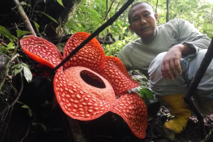 The world-record Rafflesia tuan-mudae has a diameter of 111 cm, beating a giant Rafflesia that bloomed in the same location in 2017.