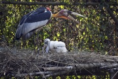 This picture taken on January 1, 2020, shows a greater adjutant stork and its chick on an artificial platform in an enclosure at Assam State Zoo/Botanical Garden in Guwahati. 