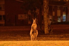 Australian animals face extinction threat as bushfire toll mounts