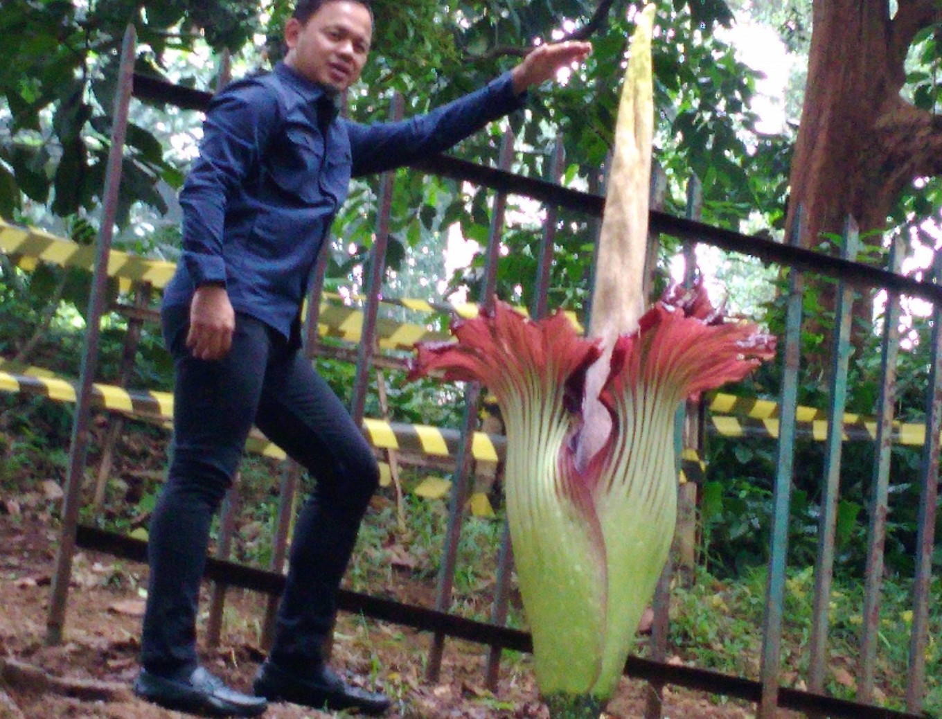 Corpse Flower Alive And Kicking At Bogor Botanical Gardens Environment The Jakarta Post