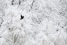 A crow flies in front of snow-covered trees following heavy snowfall in Moscow on February 13, 2019.