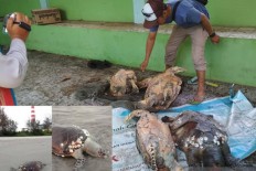 Rising sea temperatures blamed for killing turtles in Bengkulu