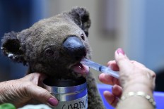 Australia's 'insurance' koala population halved by bushfires