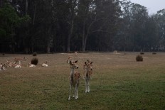 Brave as lions: Zoo heroics save animals from Australia's raging fires