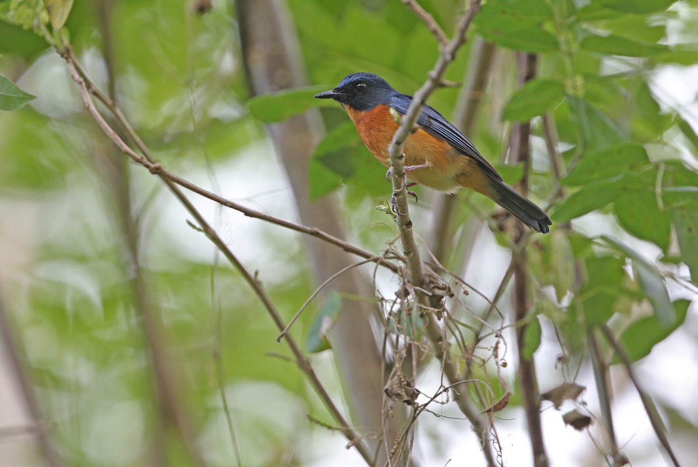 10 new bird species and subspecies found on remote Indonesian islands ...