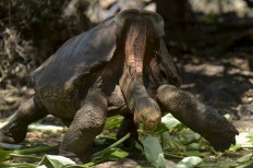 Diego, a tortoise of the endangered Chelonoidis hoodensis subspecies from Espanola Island, is seen in a breeding center at the Galapagos National Park on Santa Cruz Island in the Galapagos archipelago, located some 1,000 km off Ecuador's coast, on Feb. 27, 2019. Diego was shipped out from the Galapagos National Park's breeding program on Santa Cruz to remote and uninhabited Espanola.
