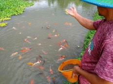Big fish: Koi farming flourishes in East Java's Blitar