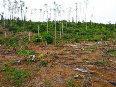 Land disputes give rise to ‘armed criminal group’ in Jambi's acacia forests