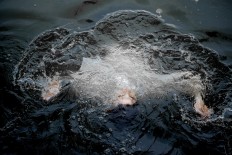 Algerian found floating in NTT waters after trying to swim from Timor Leste to Australia