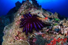 Dangerous starfish species threatens coral reefs in Raja Ampat
