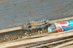 Residents in South Tangerang and some areas in Jakarta have reported an alarming appearance of numerous caterpillars in their neighborhoods. Some people in South Tangerang have even contracted rashes, itching and blistering after contact with the caterpillars.