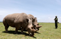 Scientists hope to revive near-extinct northern white rhino in Kenya