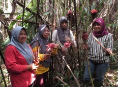 Members of farmers' group Maju Bersama, Liswanti (left), Lisnawati (second left), Herawati and Purwani (right) pose with their harvest of kecombrang (torch ginger) in Kerinci Seblat National Park in Bengkulu in December 2019.