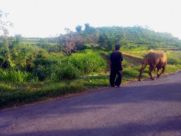 Nyaman, a citizen of Grogol village in Grogol district, Kediri regency, East Java, tends to his cow on Thursday, Jan. 16, 2020, within the site where a new airport will be developed by cigarette company Gudang Garam. Nyaman and other residents still keep their land around the area.