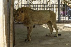 One of five malnourished lions dies in Sudan park