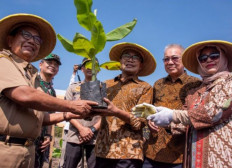 Indonesia develops Cavendish banana plantations in Blitar to boost exports