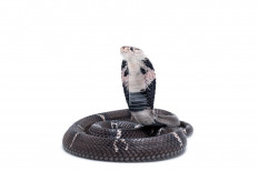 Snakes could be the original source of the new coronavirus outbreak in China