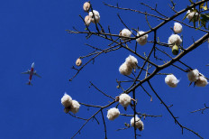 Fruits of a kapok tree with white fibers jutting out. JP/ Magnus Hendratmo