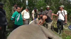 Riau agency puts GPS collars on wild elephants to prevent conflicts with humans 