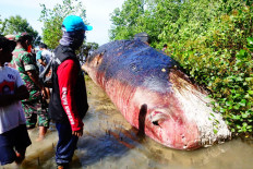 Dead sperm whale found in mangrove area of NTT beach